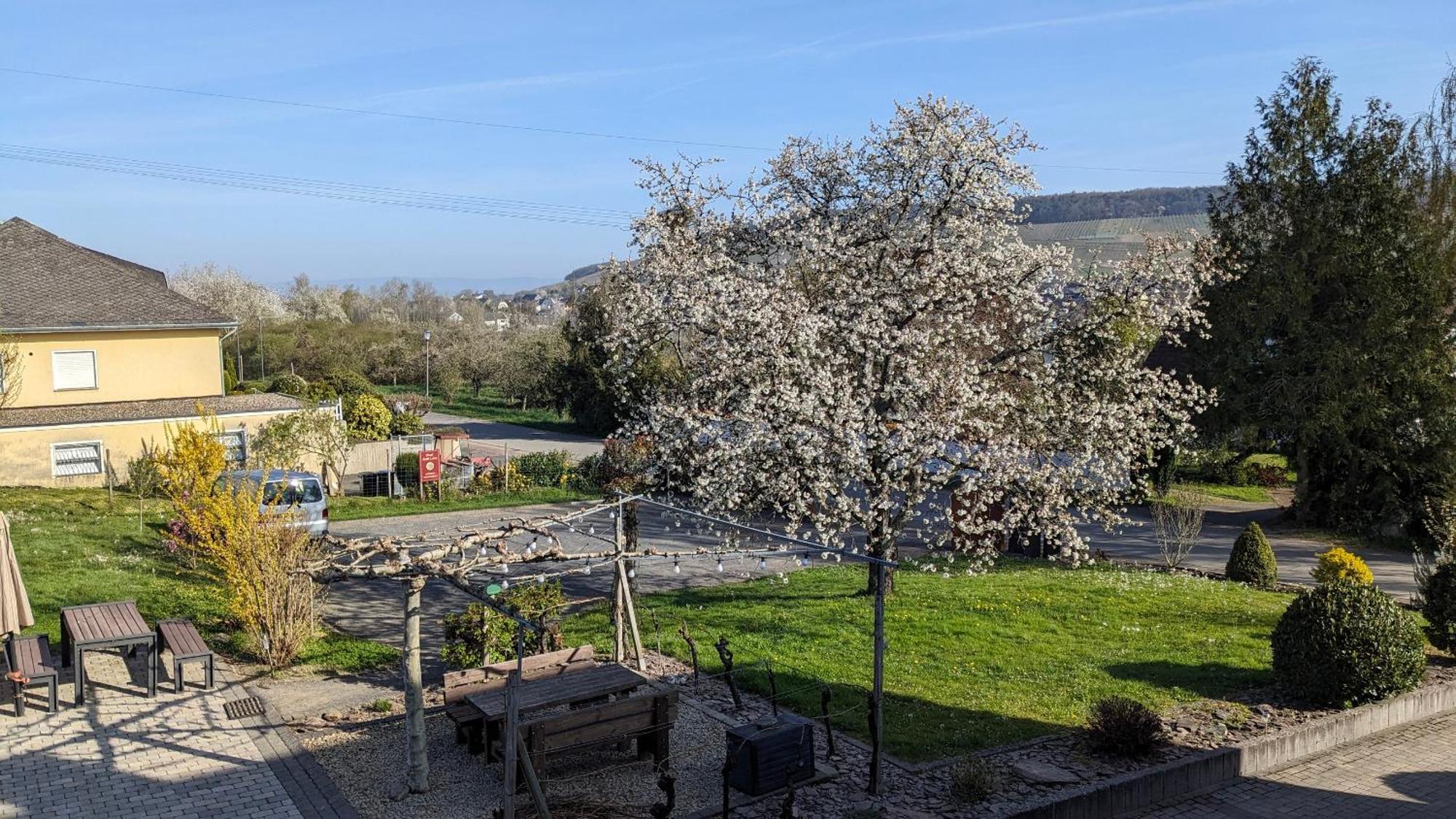 Osann-MonzelWeingut Harald Ludwigアパートメント エクステリア 写真